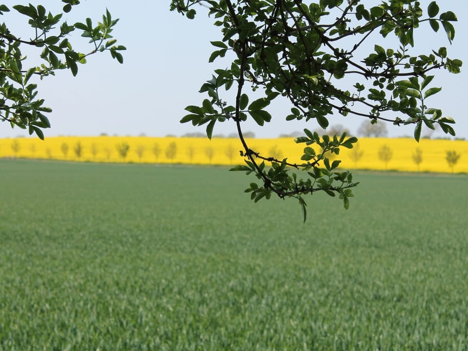 Immediate Surroundings [summer] (<1 km)