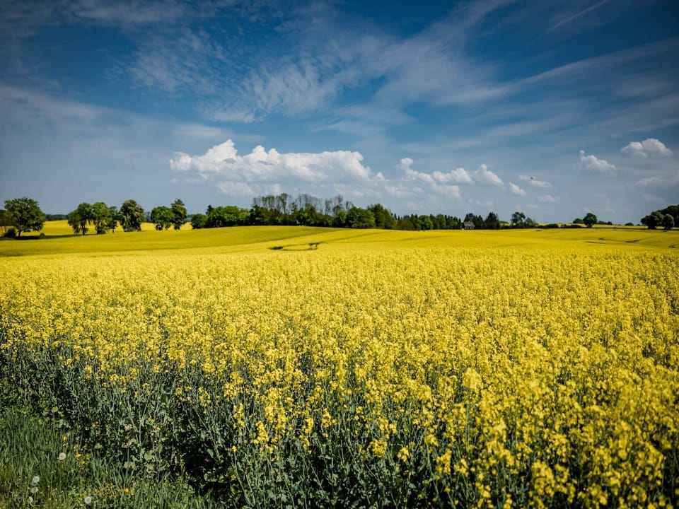Surroundings [summer] (1-5 km)