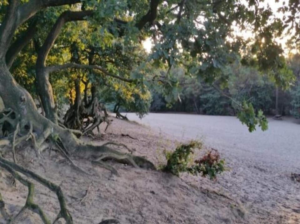 Region [summer] (>5 km)