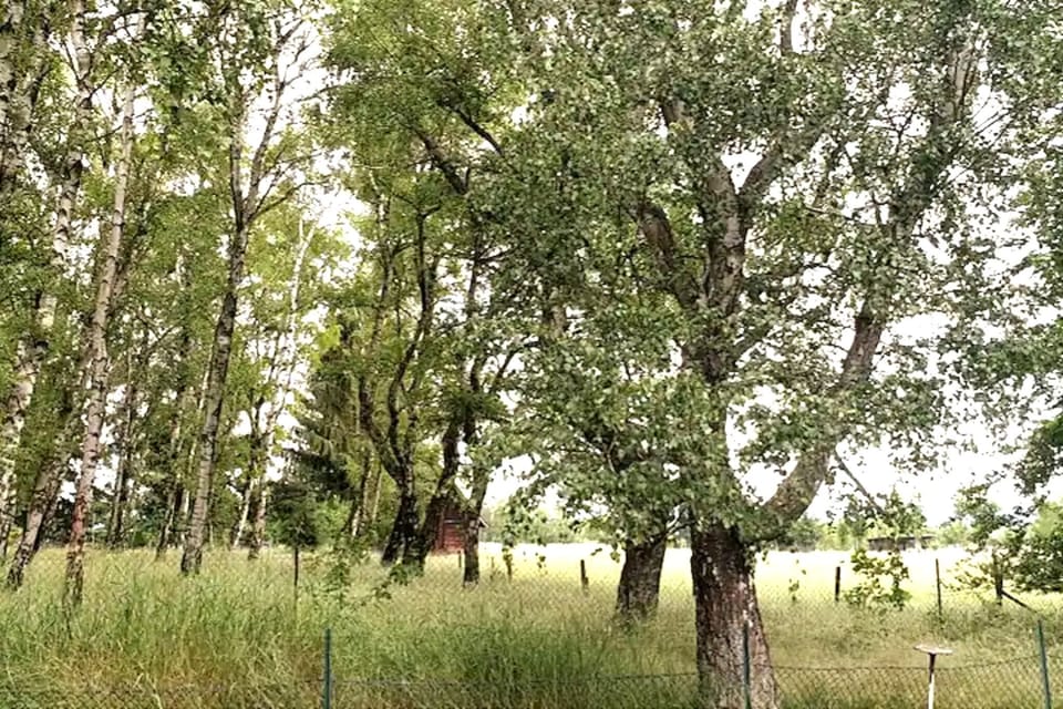 Immediate Surroundings [summer] (<1 km)