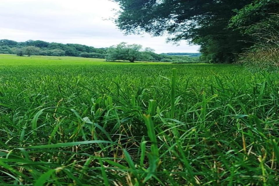 Region [summer] (>5 km)