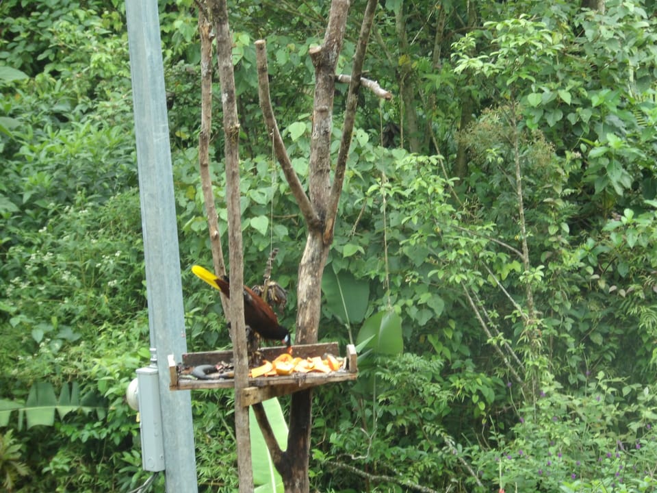 Oropendola on the bird feeder in the yard