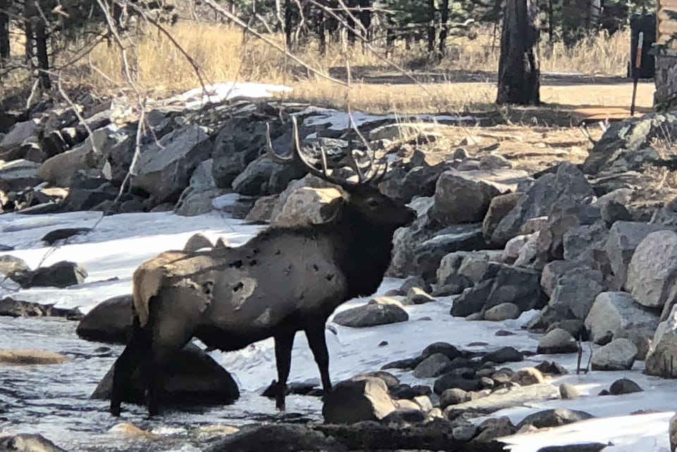 Elk Crossing Fall River