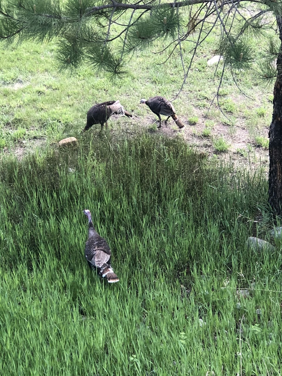 Tom,  Henny and Penny the wild turkeys 