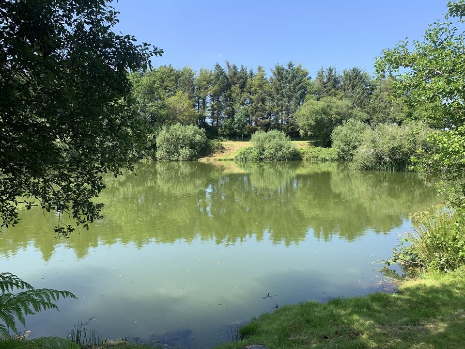 One of our five lakes attracting a host of wildlife