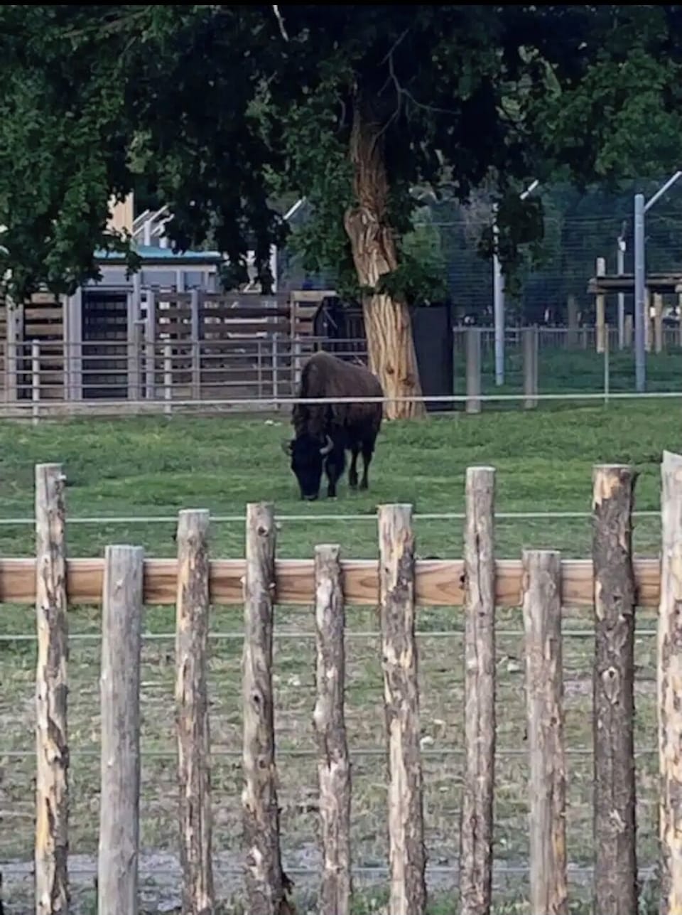 Brit Spa Zoo located .5 miles from our doorstep & it's free admission!