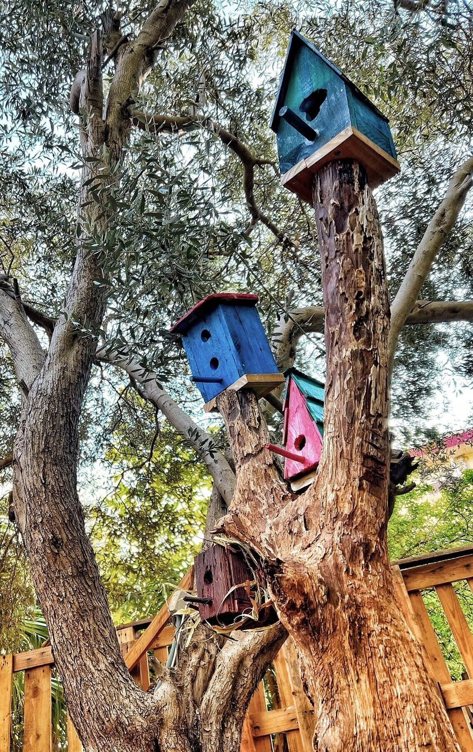 Bird houses