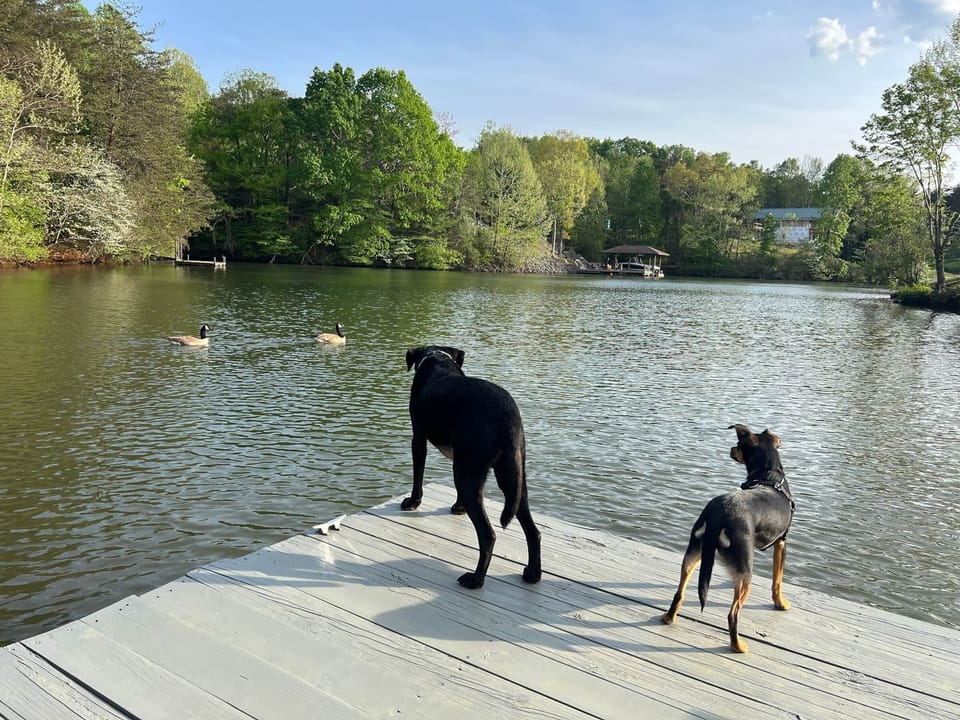Dogs are always welcome!