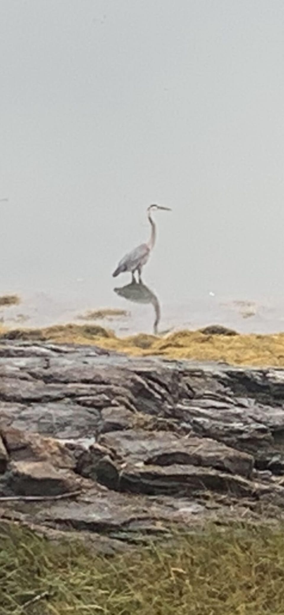 Wild life looking for food 