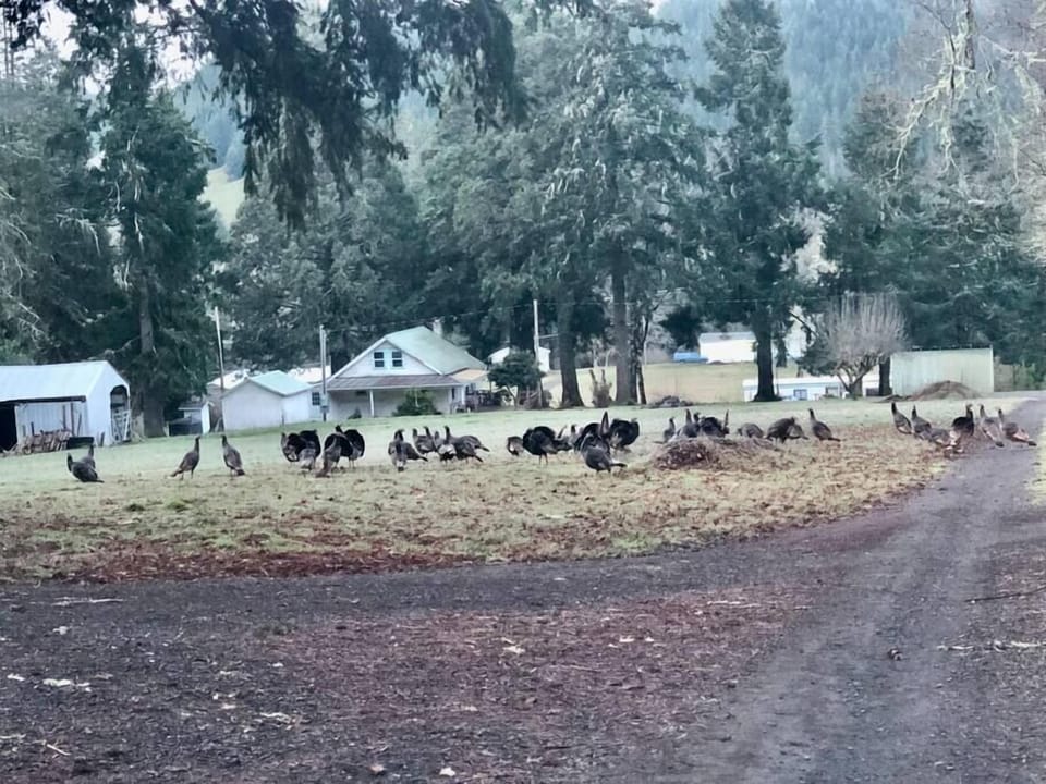 Wild turkeys are frequent visitors.