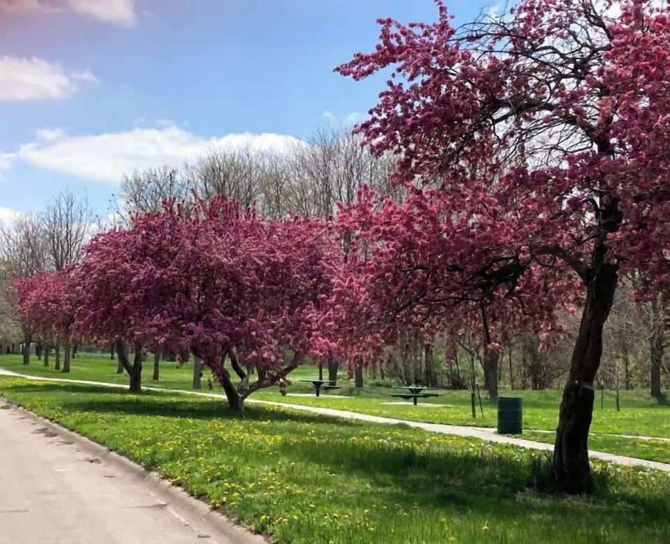 Tree lined park just down the street