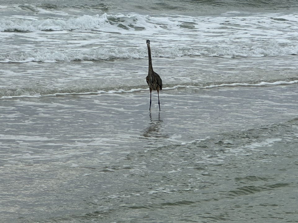 Herron landing.  I like to call him Grandpa Harry.  He comes around daily 
