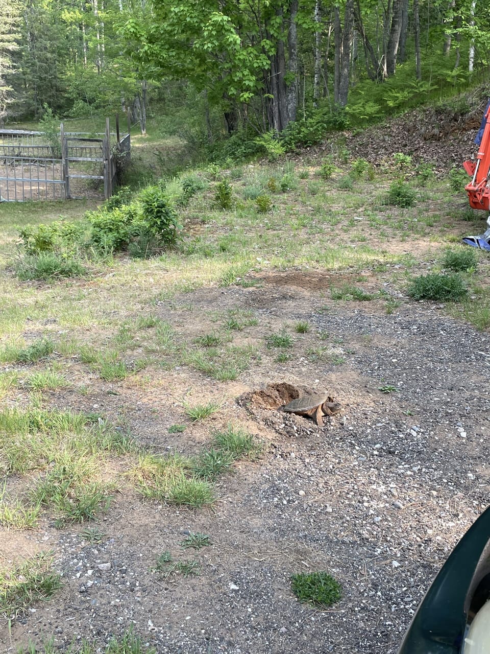 snapping turtle laying eggs
