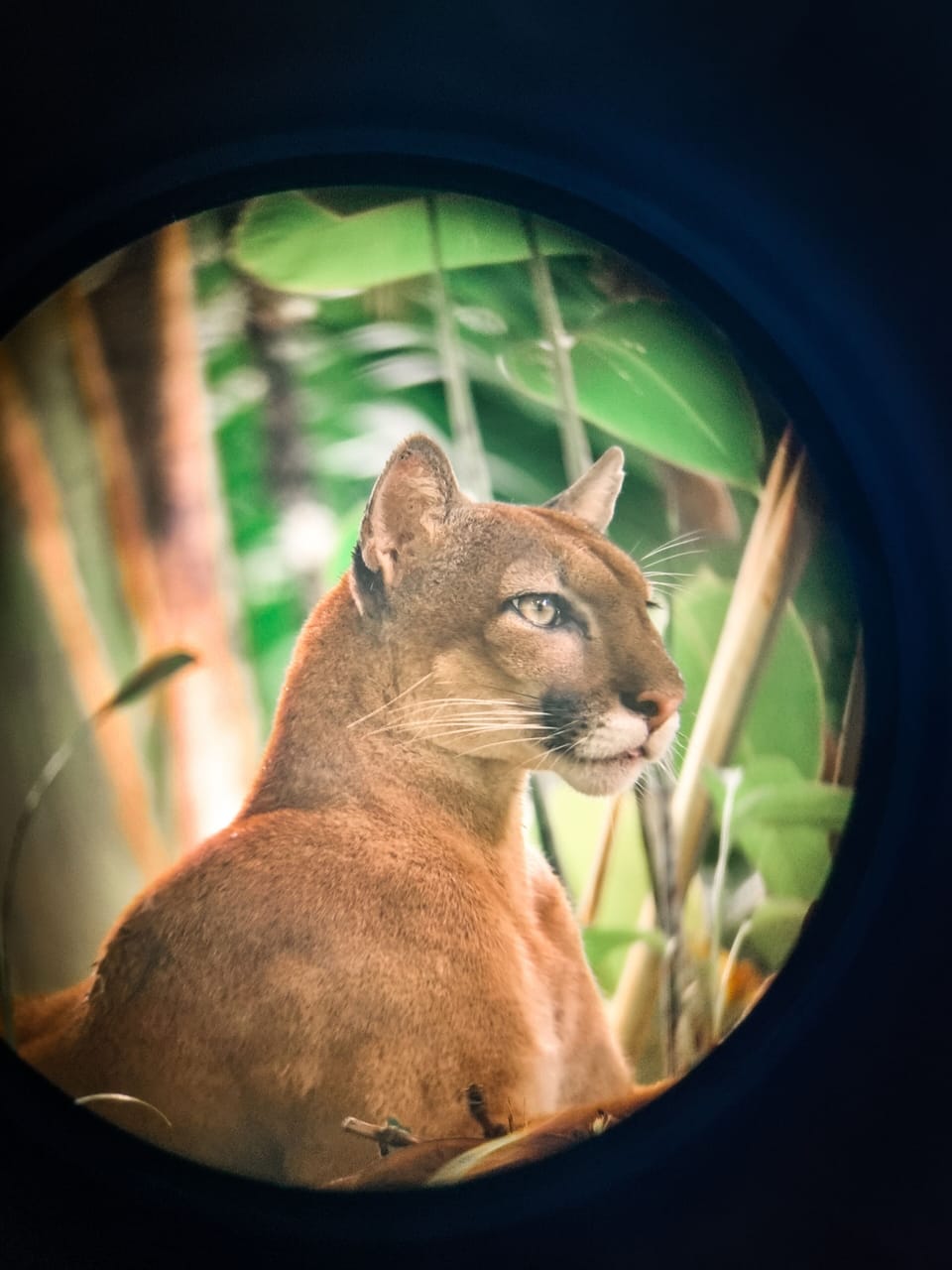 Puma on our trails near the lodge
