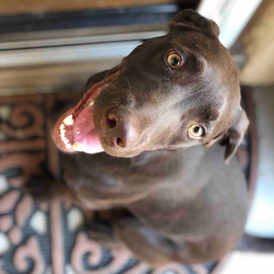 Meet Enzo, our friendly dog and part of your welcome committee!