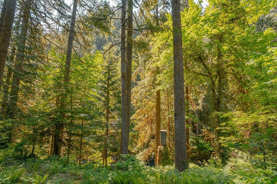 Amazing view on our property toward the river and Moulton Falls Regional Park. 