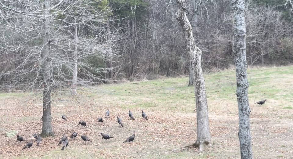 Turkeys 