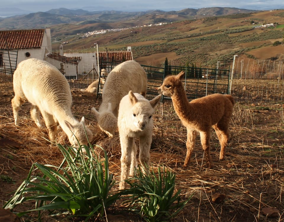 Alpacas