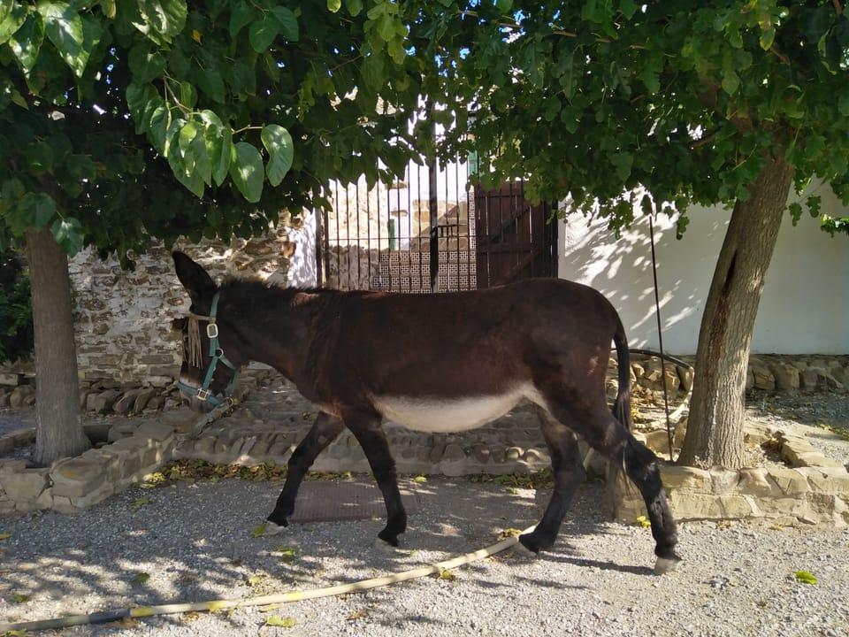 Donkeys