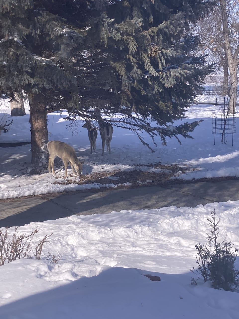 Frequent visitors!