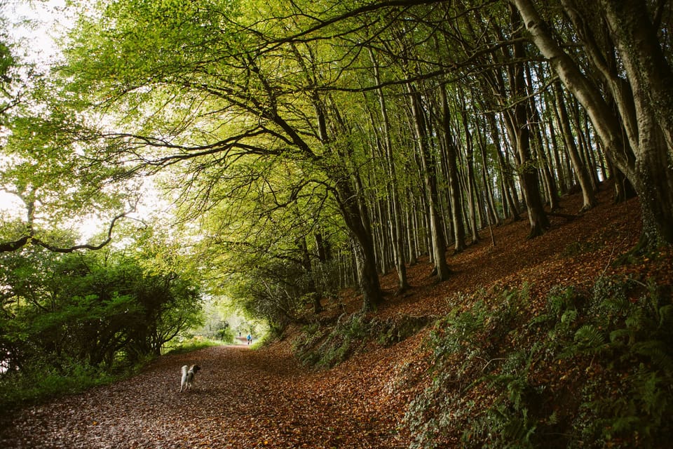 Langdon Woods - 5 mins from the cottage