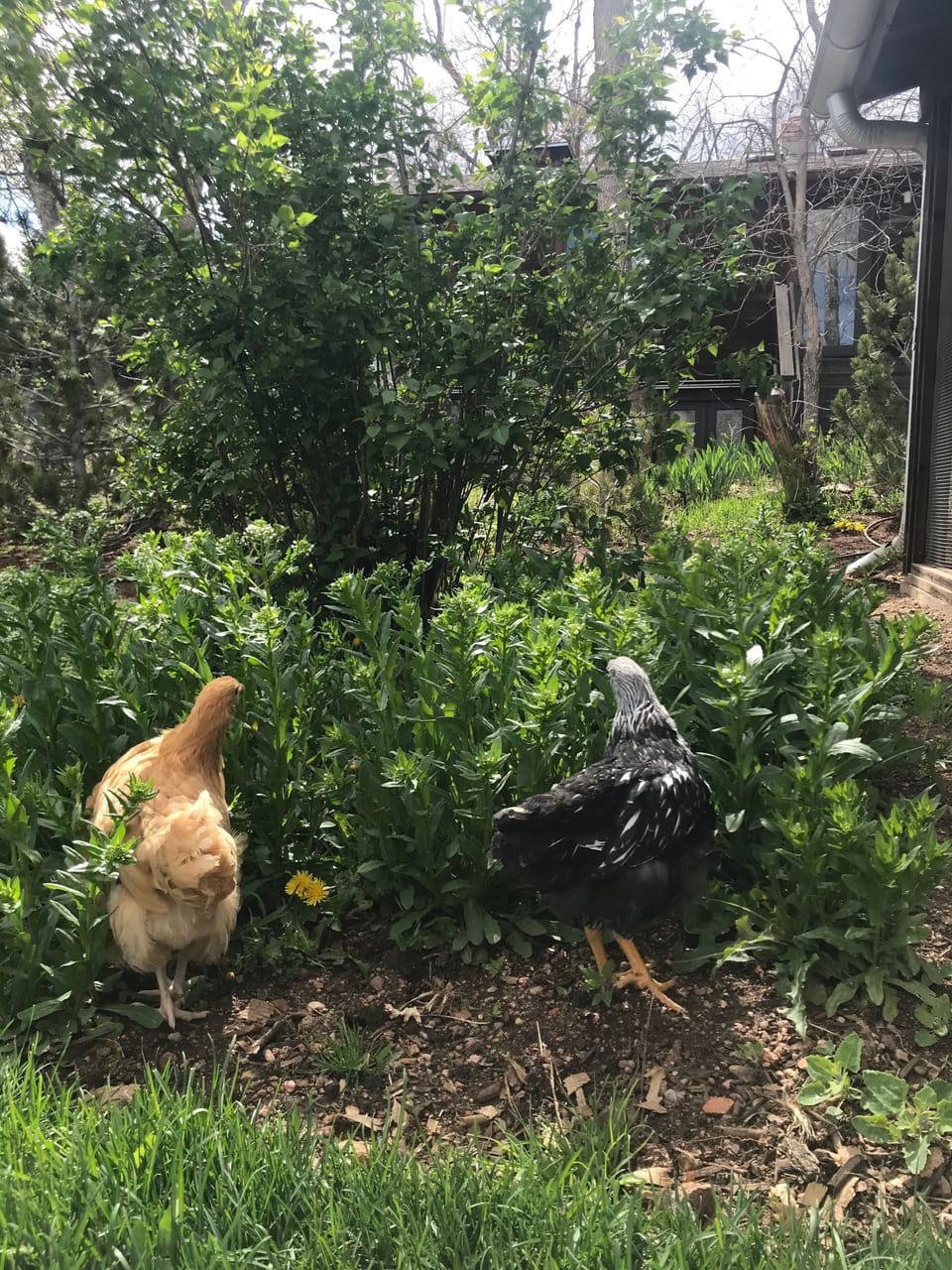 Chickens onsite