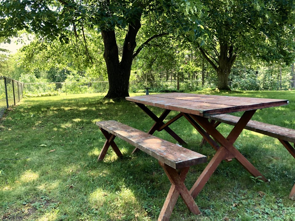 Looking out at the picnic table under the huge trees in the back yard.