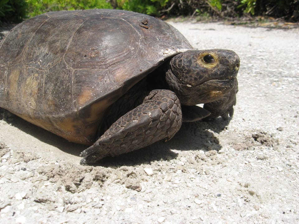 Look for 3 resident gopher tortoises that share the wildlife-friendly property:)
