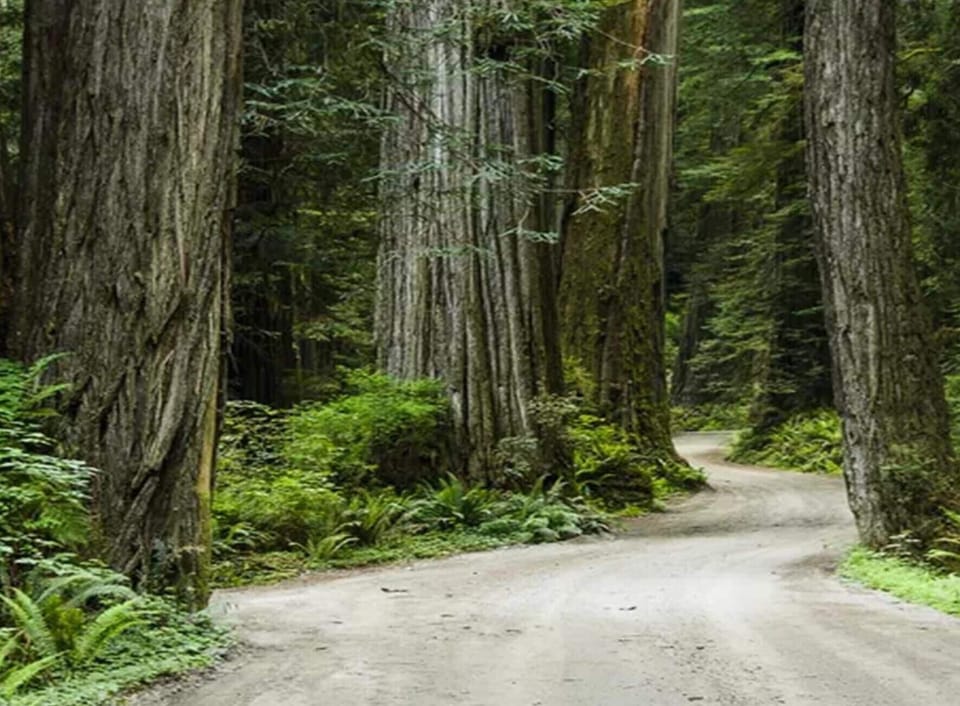 Meander down a dirt road through giant redwood trees.