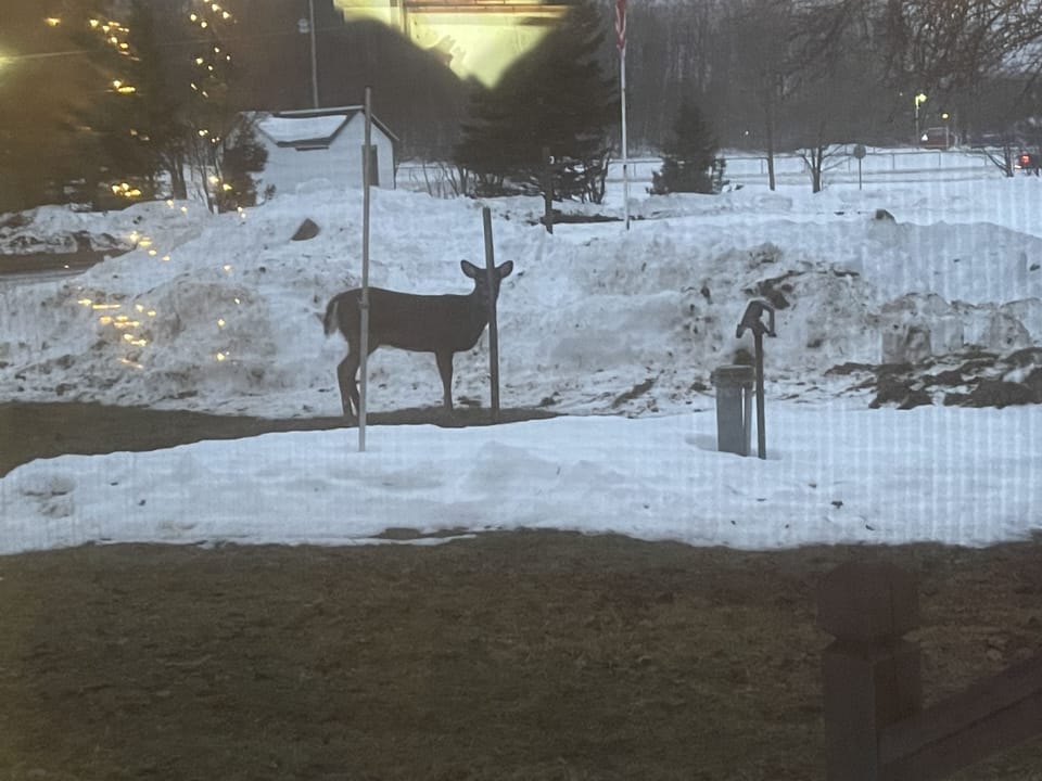 Deers in front yard