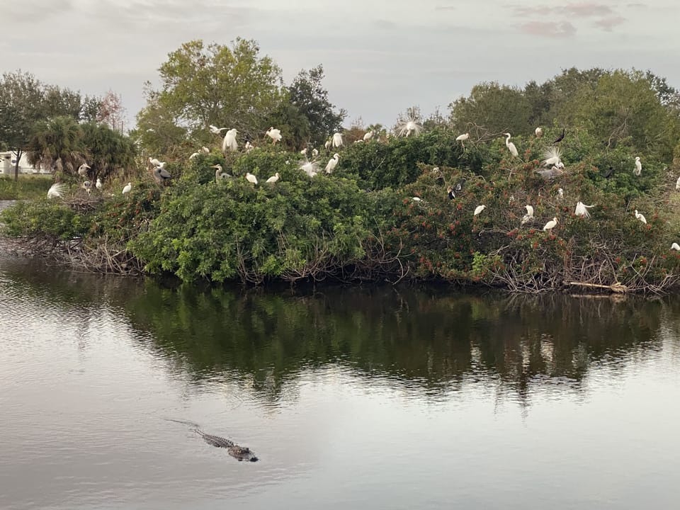 Rookery