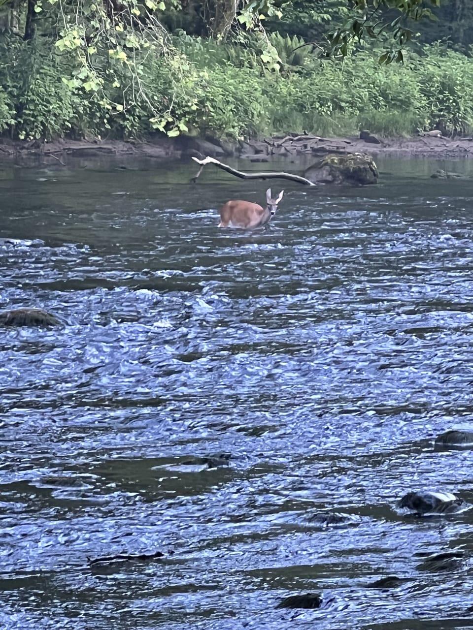 See wildlife during your stay! This deer tried to cross the river in the summer.