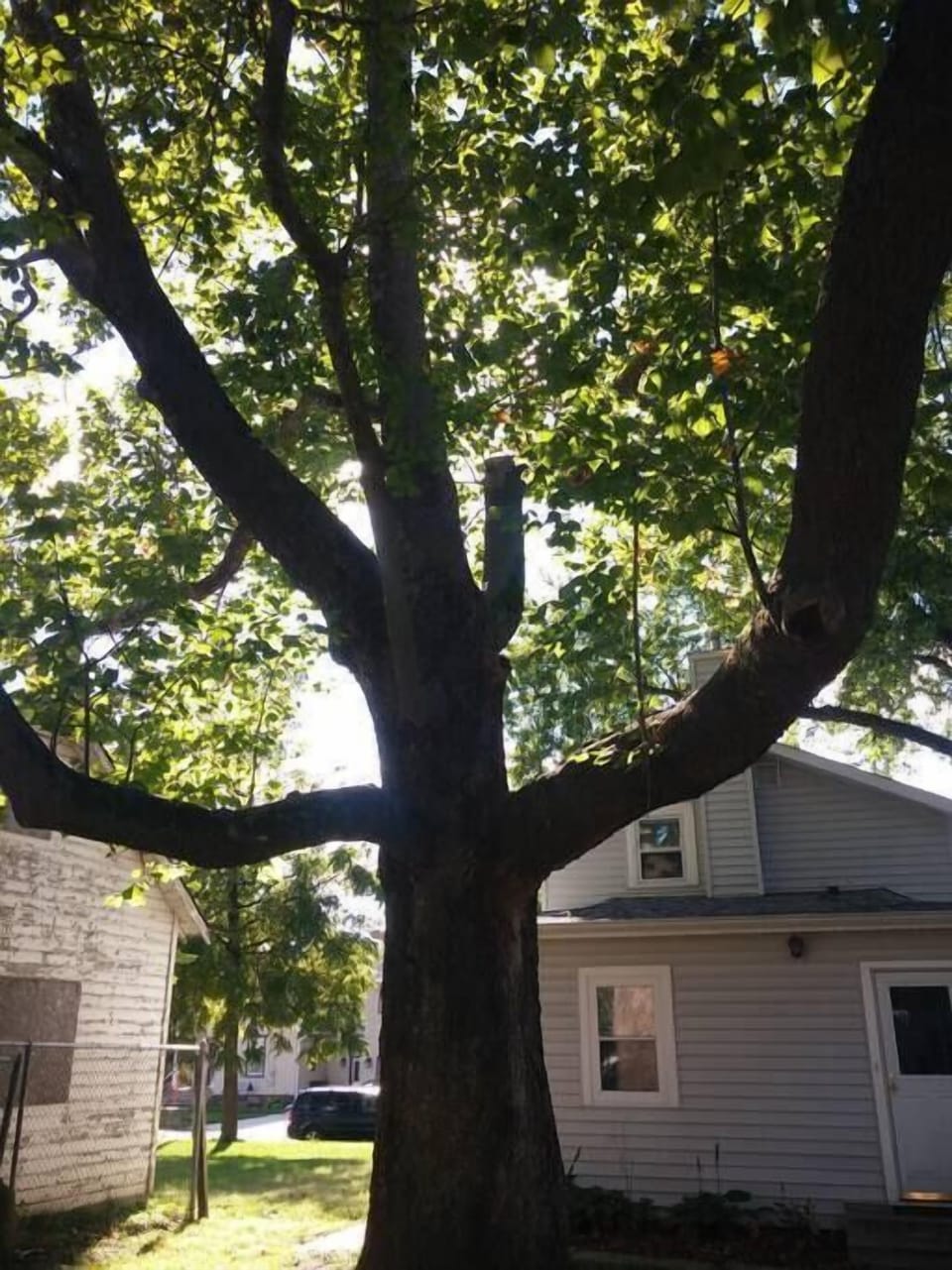 Backyard (2)
