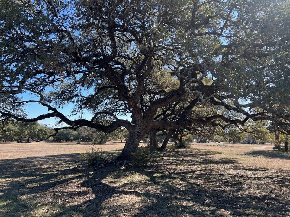 Majestic Oak