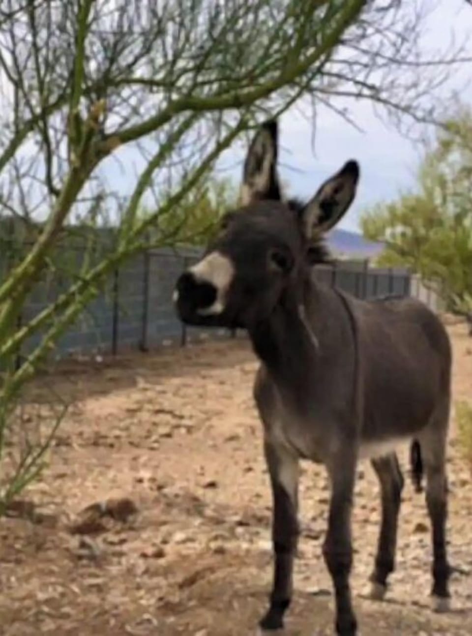 Atlas the rescue burro and tree trimmer :)