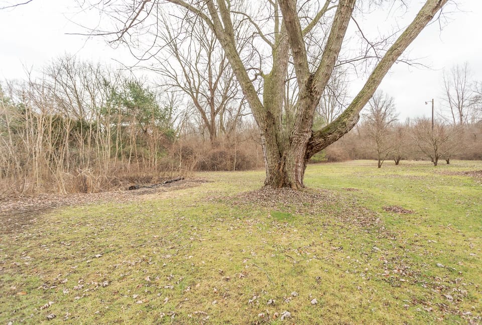 Back Yard with 5 acres to roam, trails in back