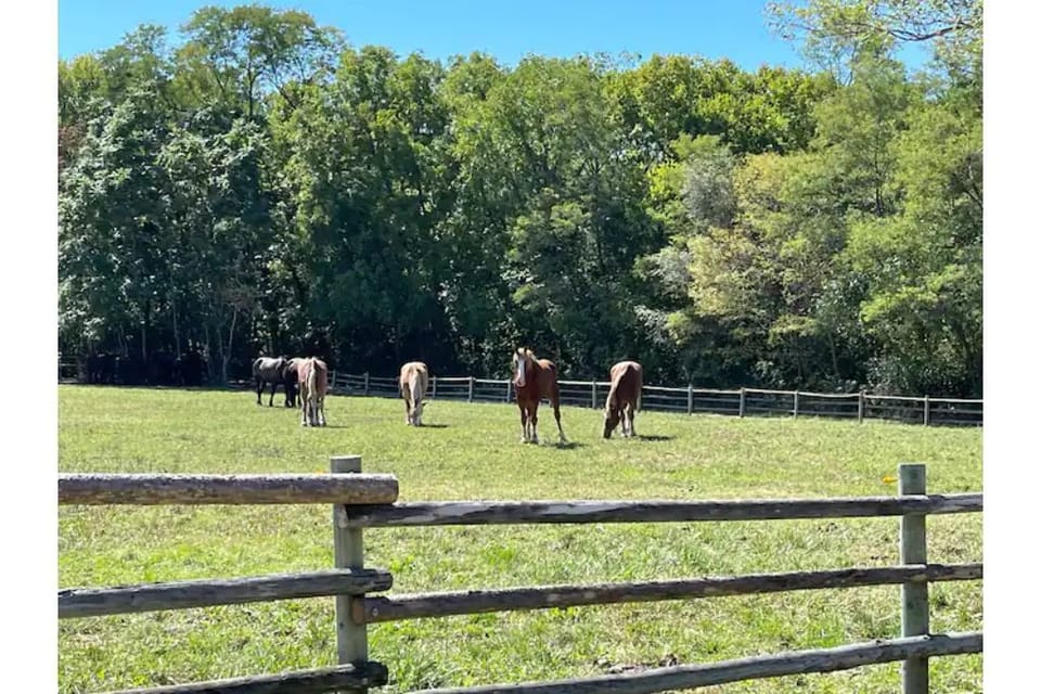 Free wagon rides pulled by these beautiful horses, Historic Nauvoo Visitors Ctr.