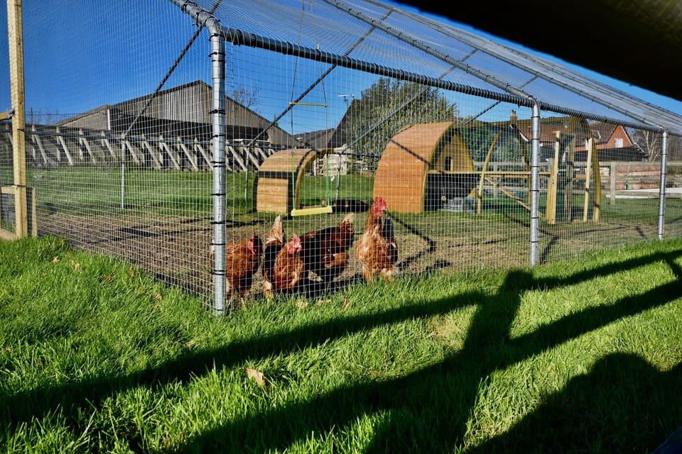 Chickens at Little Upton Farm.