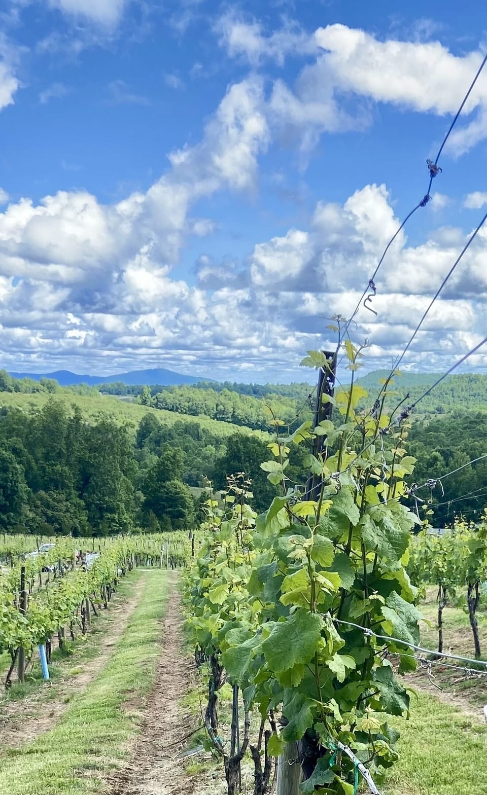 Point Lookout Vineyards