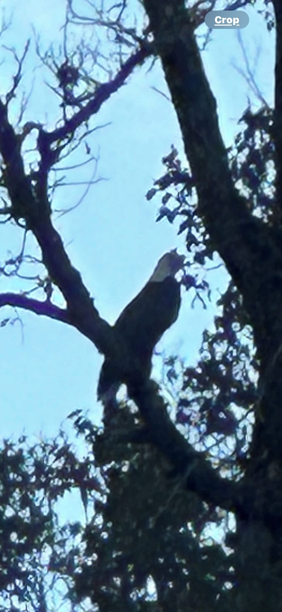 Bald eagles can be seen in these parts.