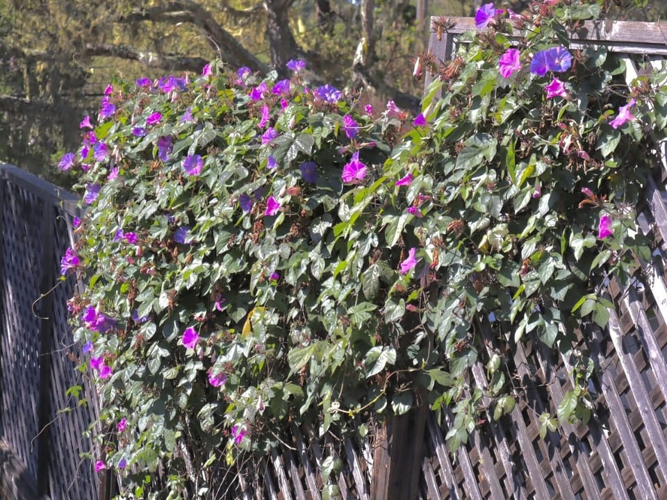 Driveway Morning Glory's