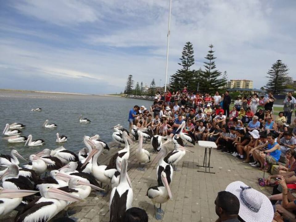 Pelican feeding every 3pm (usually) at the Entrance Village - great for the kids