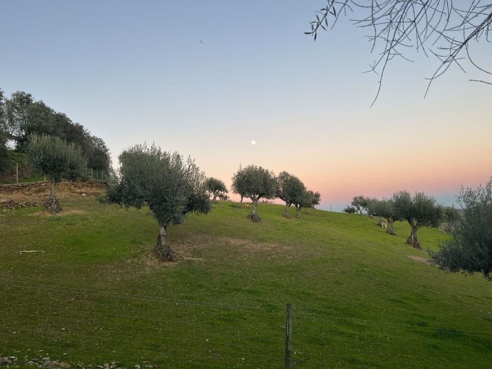 Vista 