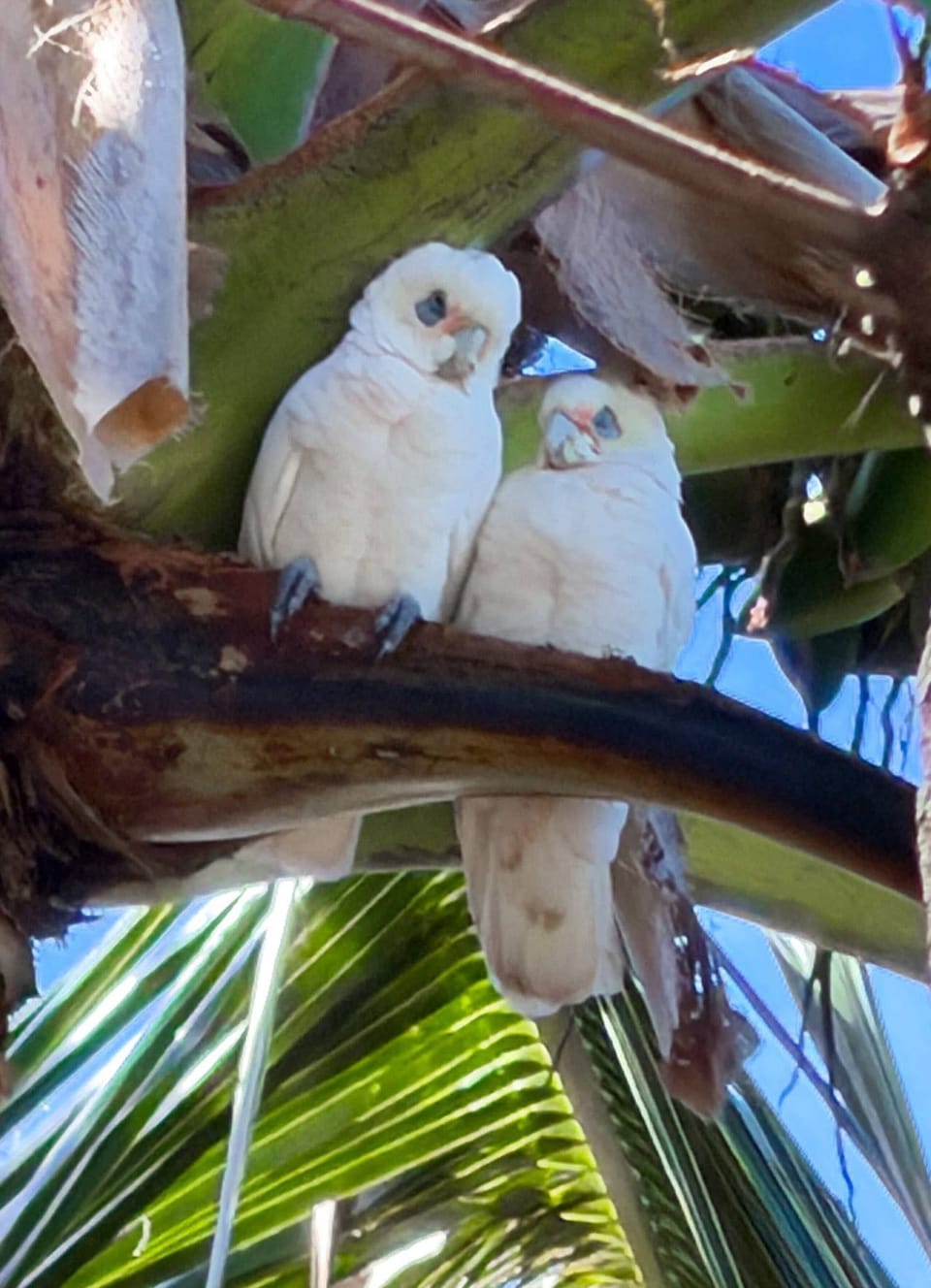 Corellas up in a palm.
