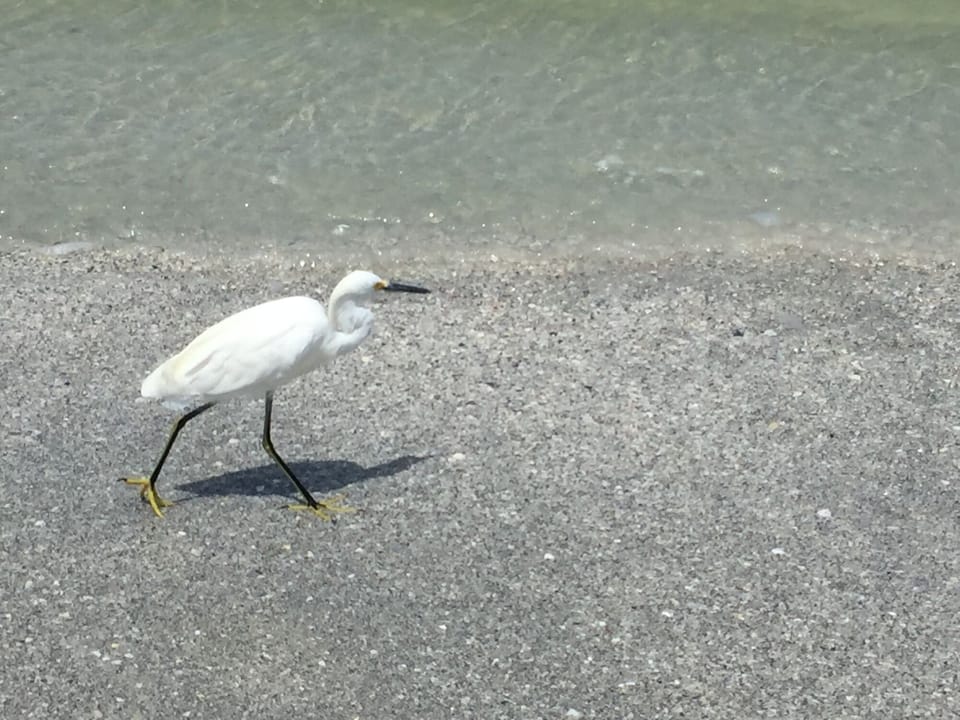 We are in a sea bird sanctuary