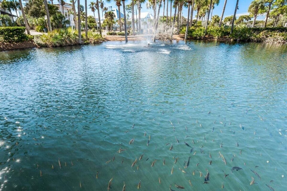 Walk out from our patio and watch the fish in the lake next to the pool.