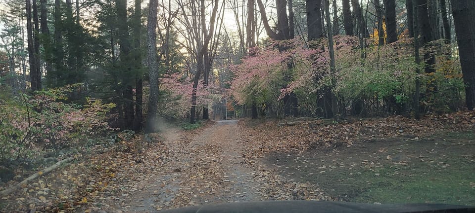 Even the drive down the private lane is pretty.