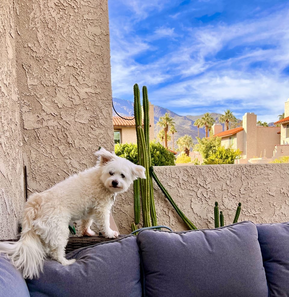 Nancy Jane, the namesake of Nancy Jane Properties, enjoys the beautiful view.
