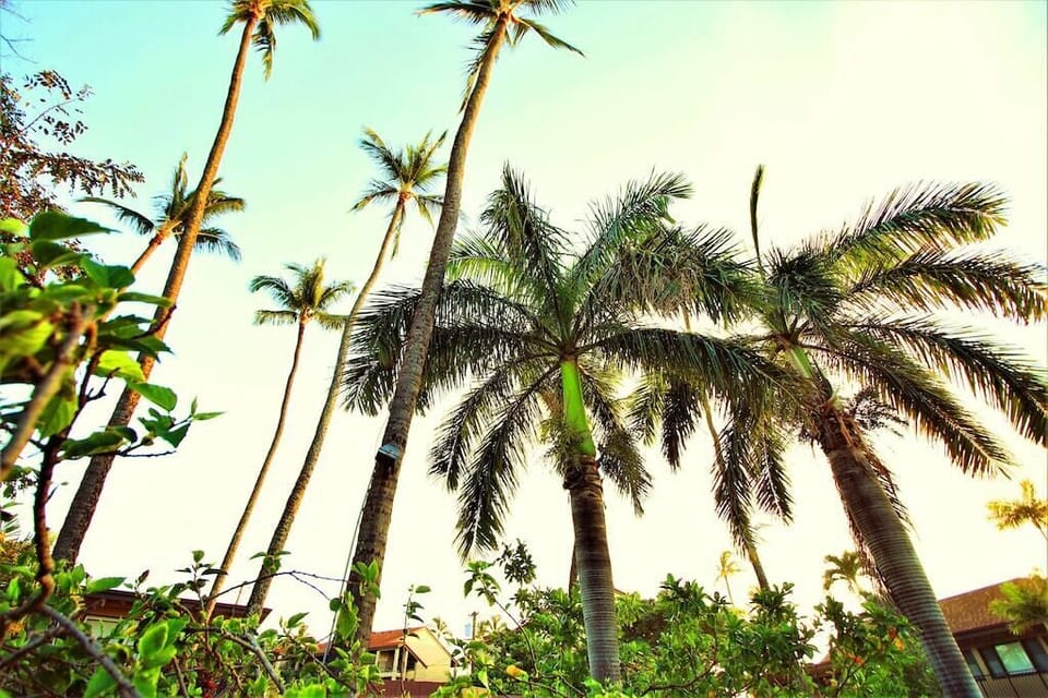 Old Hawaiian Palm Trees all over the property