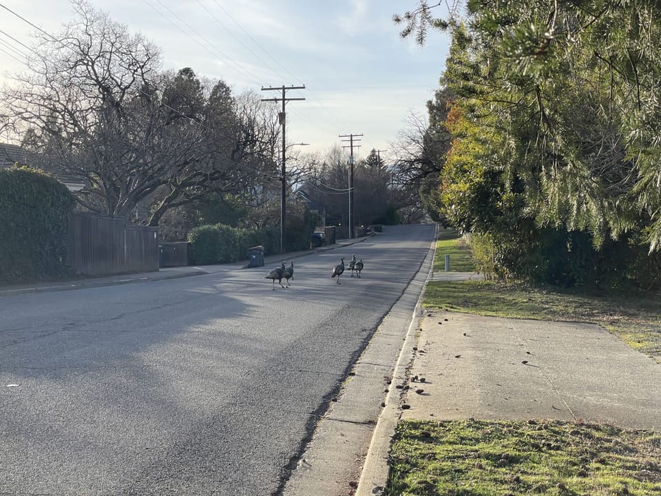 Neighborhood turkeys may greet you on arrival!